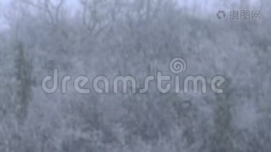 下雪了。 冬季傍晚的森林背景，有树木和降雪视频