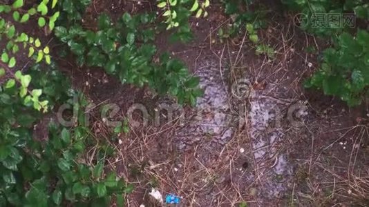 一片潮湿的土壤和植物在暴雨中的顶部，雷声和雨声视频