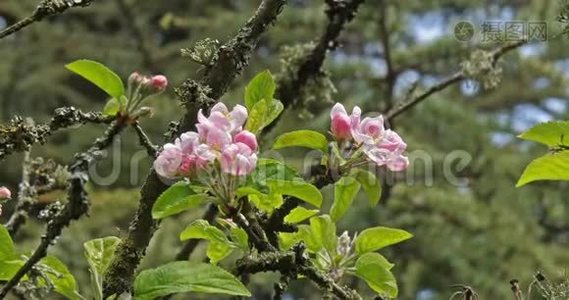 花中的苹果树枝，法国的诺曼底，慢动作视频