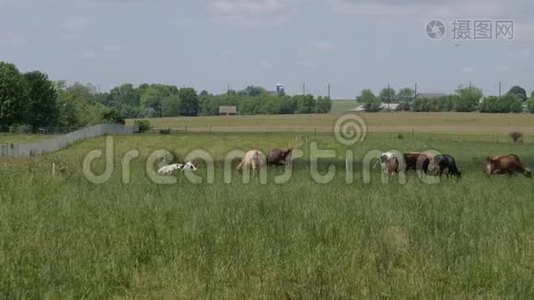 在阿米什农场里放牧的牛视频