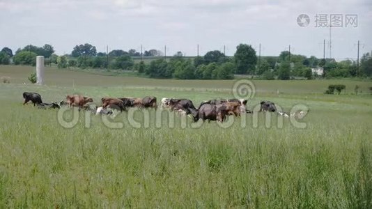 在阿米什农场里放牧的牛视频