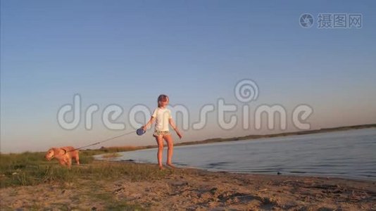 在蓝天的背景下，一个女孩在海滩上用皮带牵着她的狗散步视频