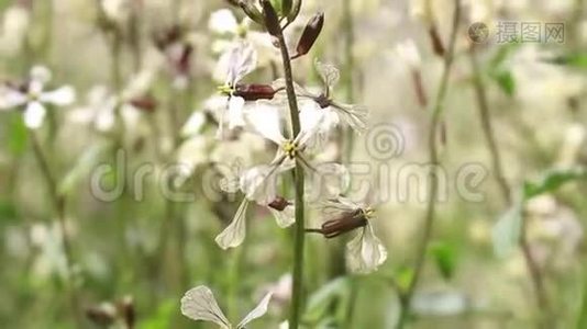 蜜蜂和布鲁日视频