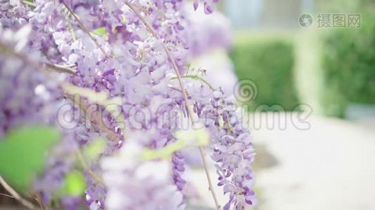 在阳光明媚的日子里，夏日的阳光透过美丽盛开的紫藤花。 纤细的紫花瓣视频