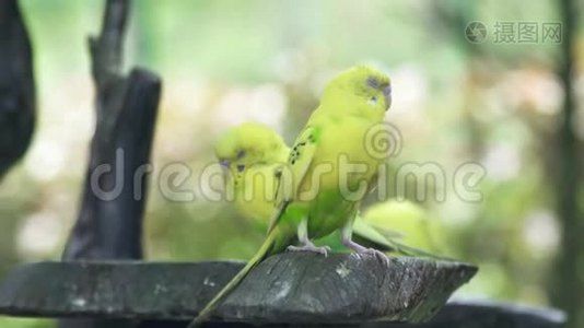 野生的绿鹦鹉坐在树枝上。户外树枝上的绿色鹦鹉。视频