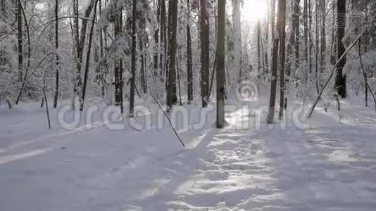 阳光穿过覆盖着厚厚一层雪的树木视频