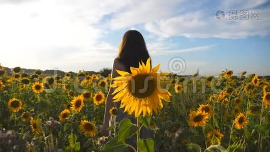 美丽的女孩站在黄色的向日葵田上举手。 穿着打扮享受夏天的年轻女子视频