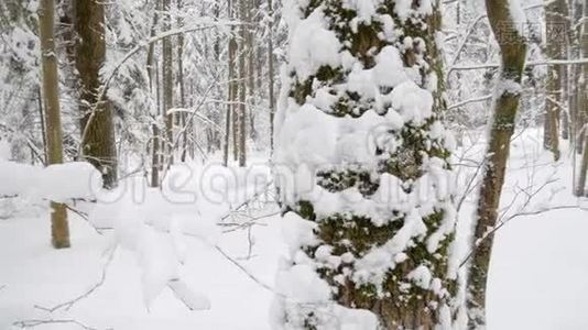 白雪在白色的冬林中平静地飘落视频