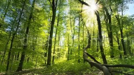 太阳把美丽的光线投射到清新的绿色森林里视频