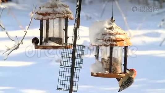 鸟在喂食者身上表现出冬天美丽的鸟视频
