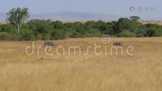 非洲一家大象带着一只小山羊穿过草原视频