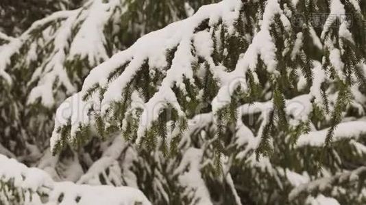 冬季背景有雪杉枝.视频