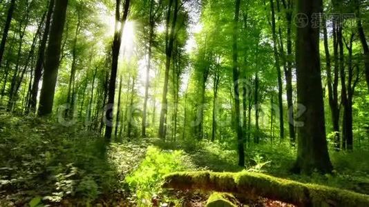 太阳把迷人的光线投射到绿色的森林里视频