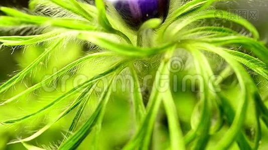 欧洲紫花，有花的药用植物视频