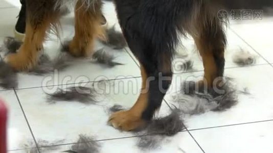狗爪和剪毛。视频
