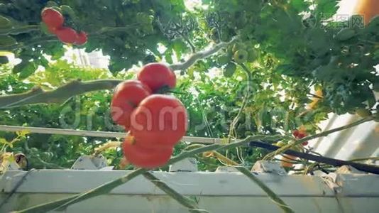 番茄大植物，底景..视频