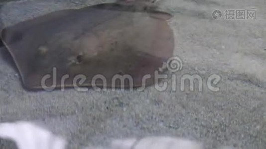 刺雷在沙子上滑行视频