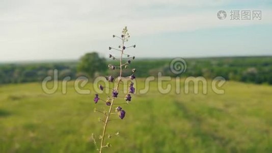 野草自然美丽风景紫草俄罗斯美丽生活方式风景视频