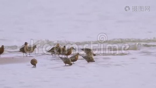 一群鸟——(Calidrisferruginea)穿过浅水.视频
