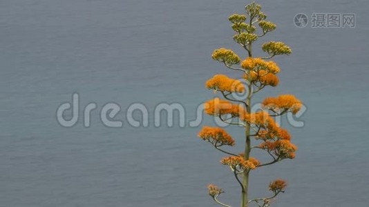 以大海为背景的盛开的银花植物视频