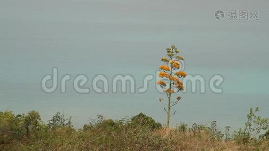 以大海为背景的盛开的银花植物视频