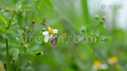 花卉自然花园视频