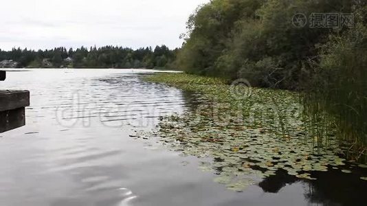 漂浮在湖面上的睡莲视频