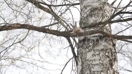 松鼠坐在树枝上视频
