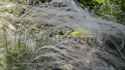 长长的草地上有蜘蛛在风中颤抖视频