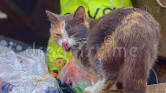 垃圾桶里的流浪猫喂食视频