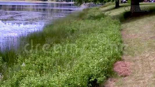 迅速翻过池塘植被.视频