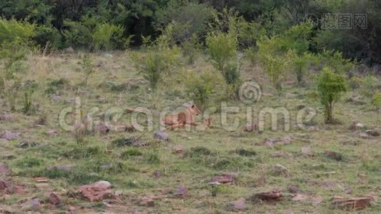 非洲狮，幼熊栖息在草原灌木丛附近的草地上视频