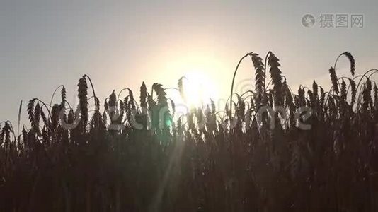 太阳`的光线在日落时穿过麦穗视频