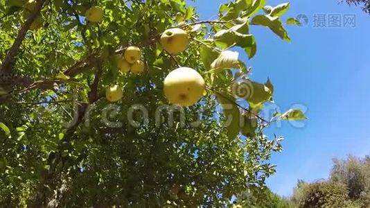 蓝天苹果树上的苹果视频