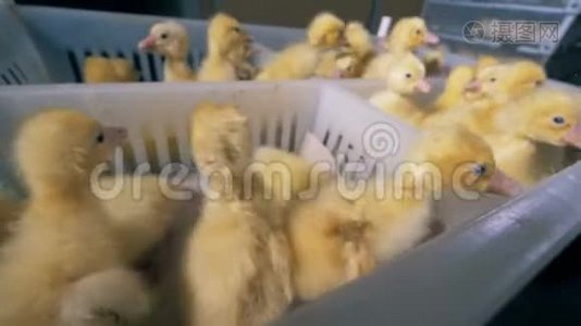 许多小鸭子在一个有部分的盒子里，特写。视频