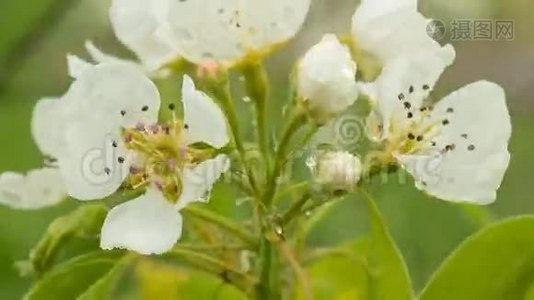 雨后梨花.视频