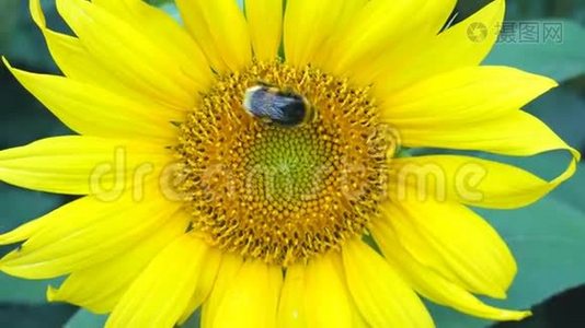 向日葵工作蜂晴天关闭自然能源有机农业清洁农场户外蜂蜜花粉蜂视频
