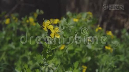 花园里的黄色花朵，花瓣上有一只昆虫视频