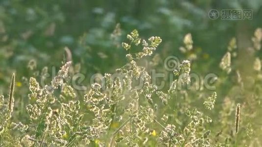 风在农村激起草甸和鲜花。视频