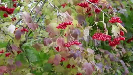 秋天。 鲜红色的葡萄。 风也随着红色的阴影而变视频