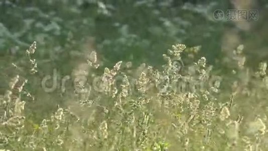 风在农村激起草甸和鲜花。视频