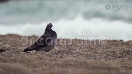 海滩上的城市鸽子视频