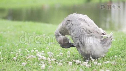 鸭子清理池塘附近的羽毛视频