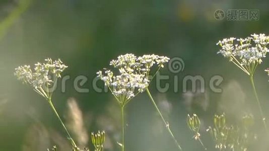 风在农村激起草甸和鲜花。视频