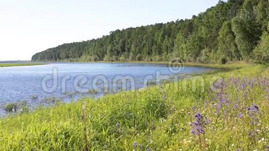 西伯利亚河奥布的海岸.. 泰加，野花和植物视频