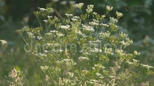 风在农村激起草甸和鲜花。视频