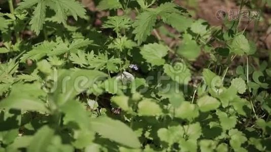 阳光明媚的夏日，绿茵草地上的白蝴蝶视频