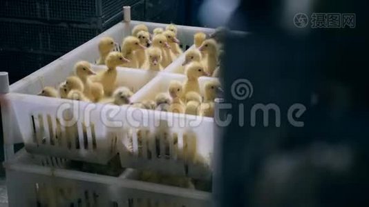 许多小鸭子在禽舍的塑料盒子里熙熙攘攘。视频