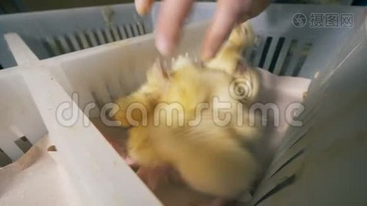 一群小鸭子正被放进一个盒子里视频