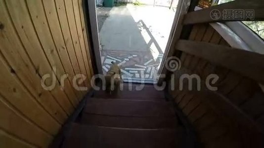 小狗跑上楼梯视频